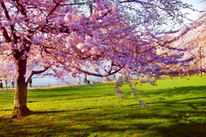 Spring Fields